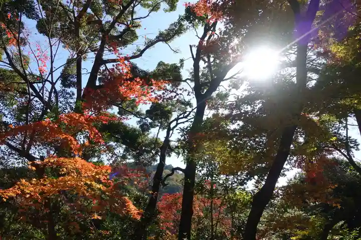 柳谷観音 楊谷寺の自然