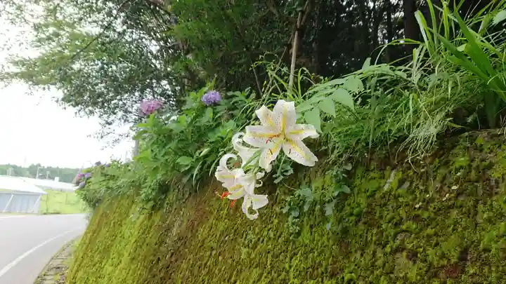 八王子神社(大渕)の自然