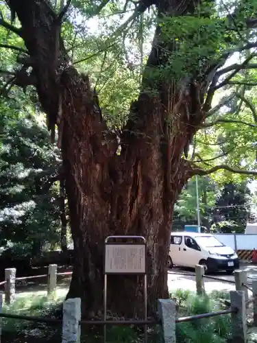 赤坂氷川神社の自然