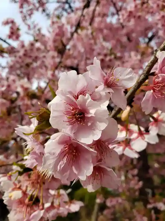 鳩森八幡神社の自然
