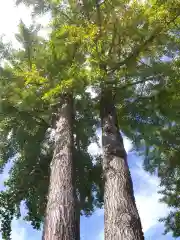 杉杜白髭神社(福井県)