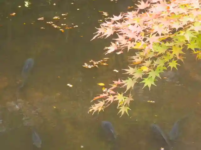 鶴岡八幡宮の自然