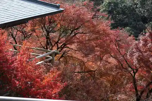 犬山寂光院の自然