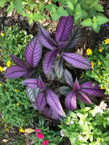 水堂須佐男神社の自然