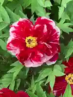 薬師院(兵庫県)