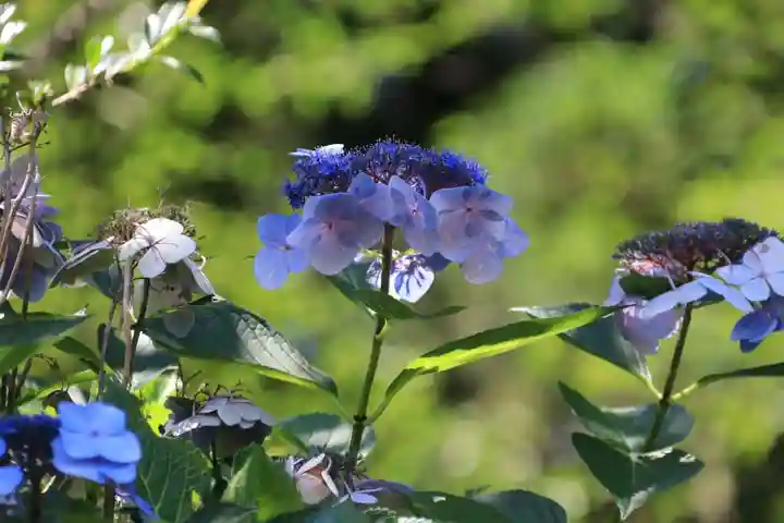 帳附神社の自然