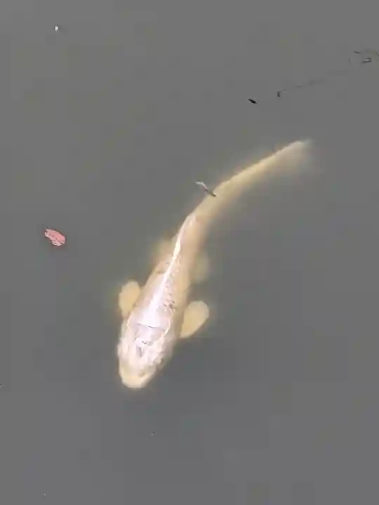 亀戸天神社(東京都)