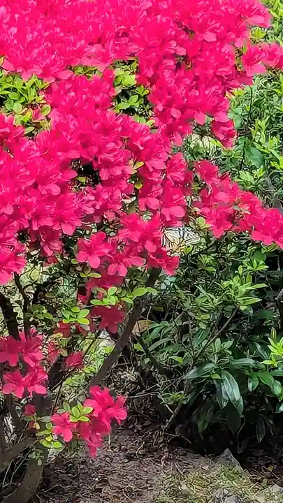 題経寺(柴又帝釈天)の自然