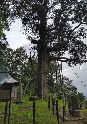 木幡山隠津島神社(二本松市)の自然