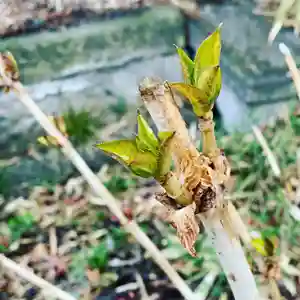 豊景神社の自然(2020年03月09日(月) 07時33分19秒投稿)