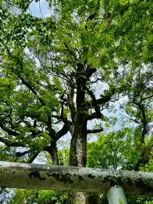 伊弉諾神宮(兵庫県)