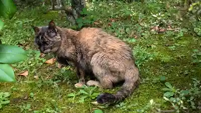 十輪寺(京都府)