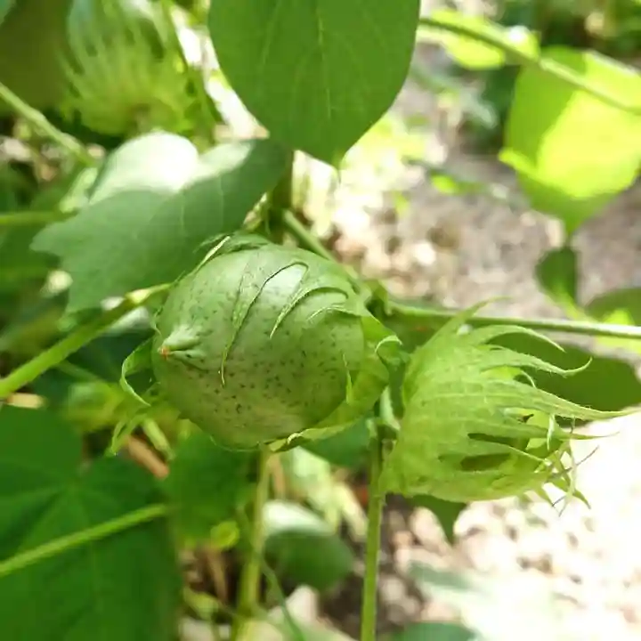 三輪神社の自然