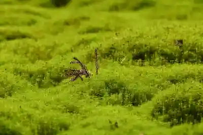 大山祇神社(高知県)