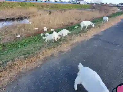 長良神社（邑楽町中野）(群馬県)