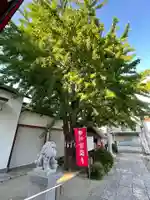 葛飾氷川神社の自然