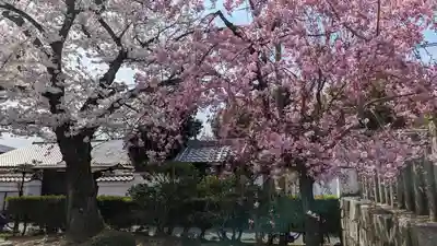 妙顯寺（妙顕寺）(京都府)