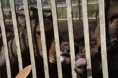 相州春日神社(神奈川県)
