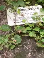 熱田神社の自然