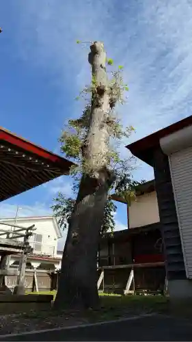 上磯八幡宮(北海道)