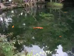 涌釜神社の動物