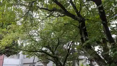 越中白山総社の自然