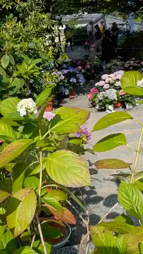 岡寺（龍蓋寺）(奈良県)