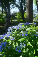 指扇氷川神社(埼玉県)