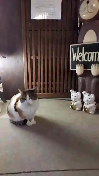 猫猫寺の動物
