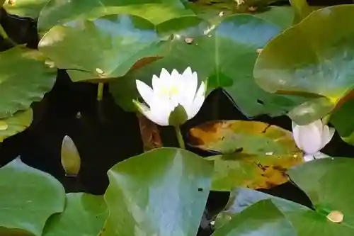 當麻寺中之坊の庭園