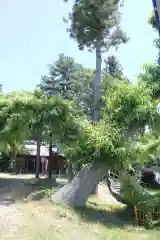 鳥海神社の自然