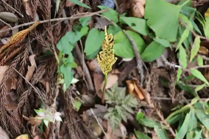 阿久津「田村神社」(郡山市阿久津町)旧社名:伊豆箱根三嶋三社の庭園