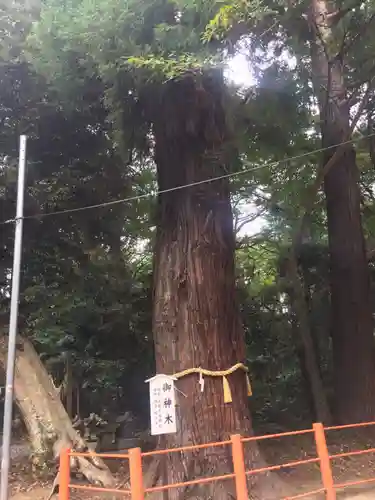 息栖神社の自然