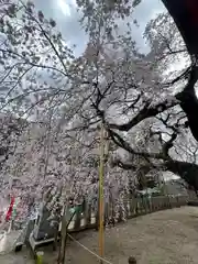 小川諏訪神社の自然