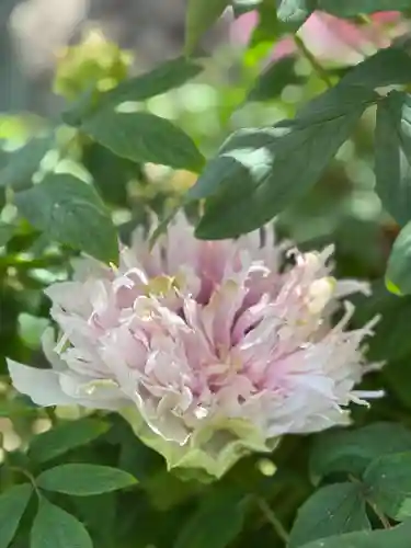 薬師院(兵庫県)