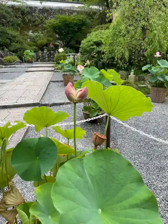 岡寺(龍蓋寺)(奈良県)