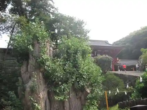 鶴岡八幡宮の自然