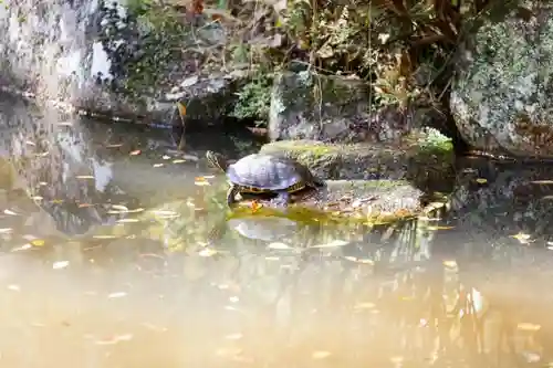 香取神宮の動物