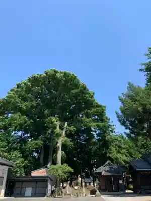 浅沼八幡宮の自然