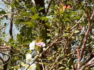 屋久島大社(鹿児島県)