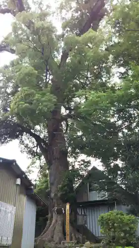 上清水八幡神社の自然