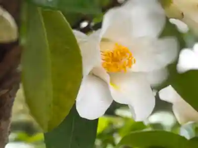 西方山極楽寺(岐阜県)