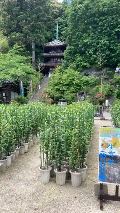 松尾寺(奈良県)