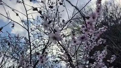 平野神社(京都府)