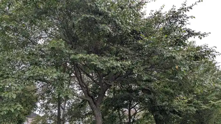 柳彩釧路浅間神社の自然