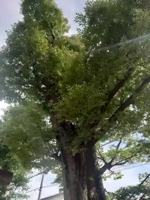 氷川神社(埼玉県)