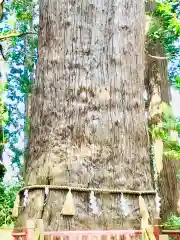 麻賀多神社の自然