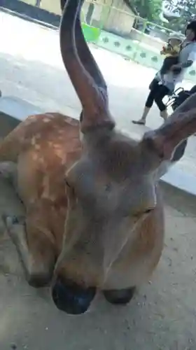 春日大社の動物