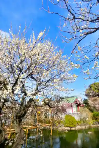 亀戸天神社(東京都)