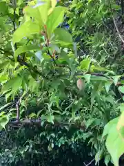 大山祇神社の自然